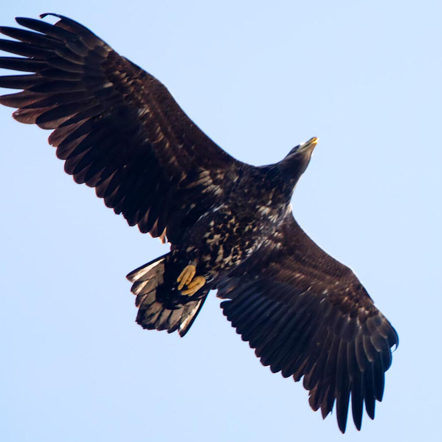 Sea eagle