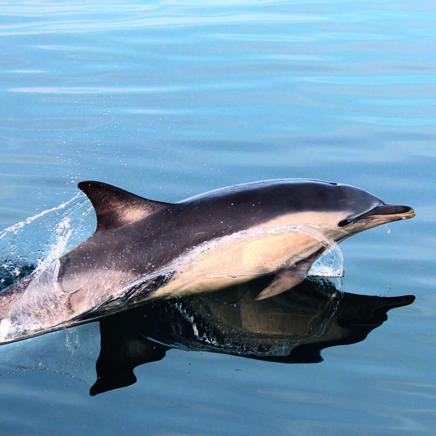 Dolphins